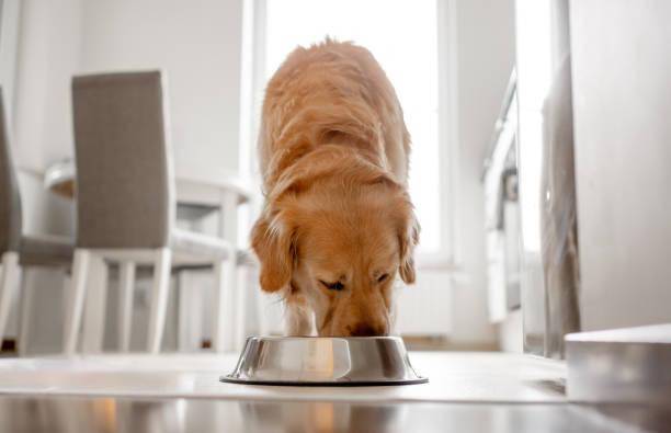 imagen-banner-ALIMENTOS QUE NUNCA DEBES DAR A TU PERRO