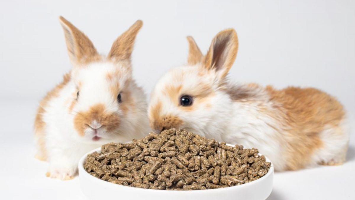 imagen-banner-¿Qué verduras pueden comer los conejos?