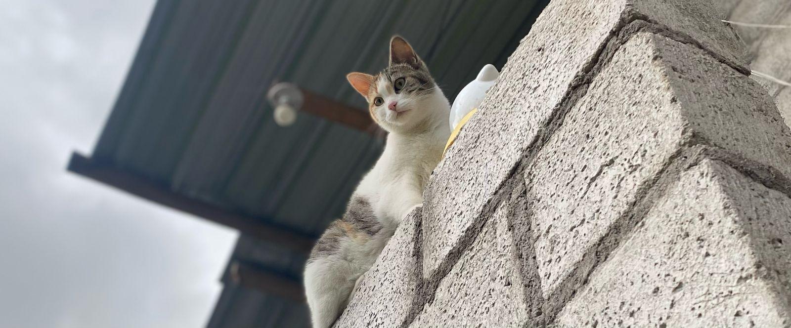 imagen-banner-¿Porqué los gatos arañan y muerden cosas?