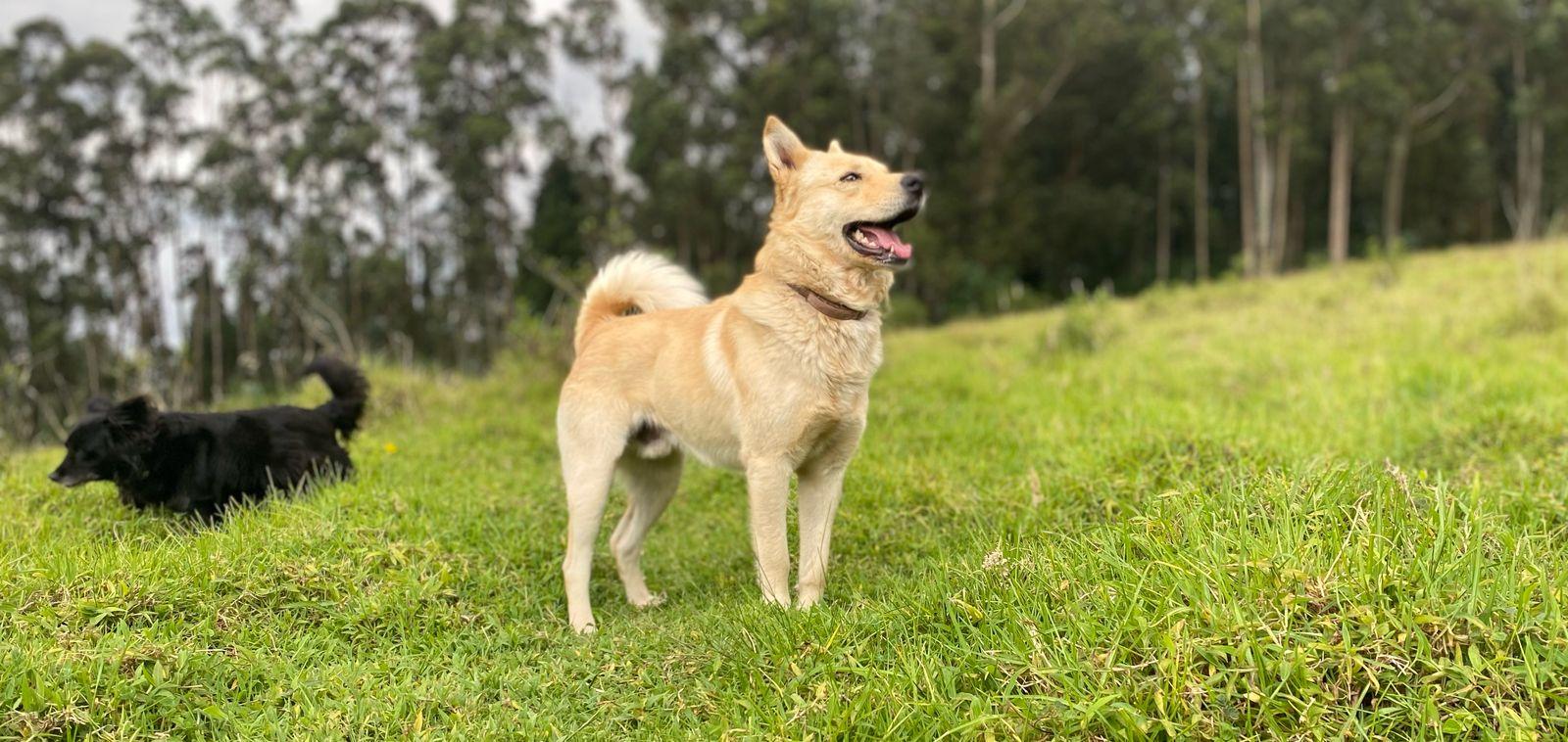 imagen-banner-Adiestramiento canino: ¿sabes cómo educar a tu mascota?