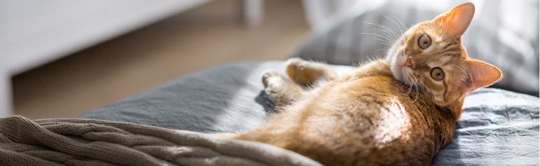 imagen-banner-El gusano pulmonar en gatos: El cazador cazado