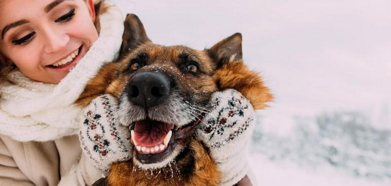 imagen-banner-¿Cómo prevenir el frío en los perros?