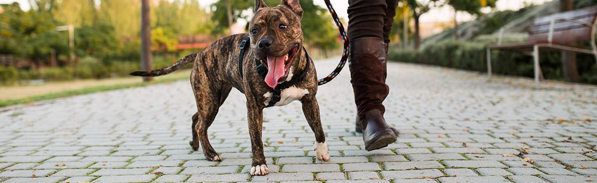 imagen-banner-Los 5 errores más comunes que cometemos con los perros