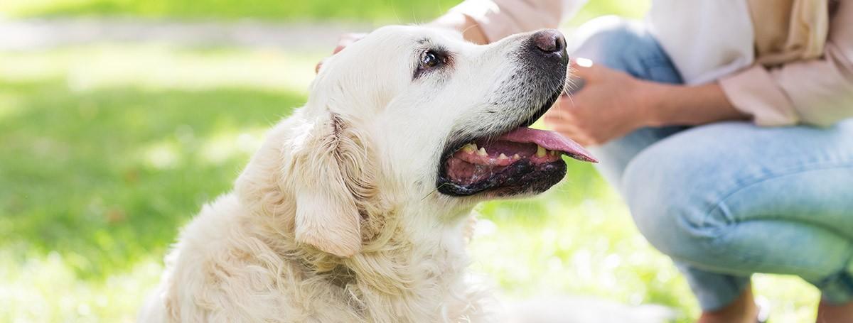 imagen-banner-Prepara la llegada de un perro adoptado al hogar