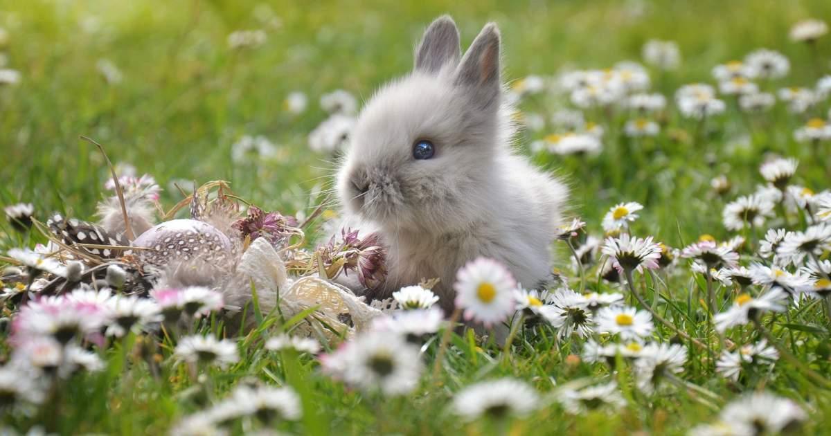 imagen-banner-¿Cómo saber la edad de mi conejo adoptado?